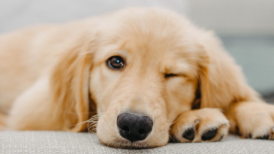 golden retriever puppy lying on white textile